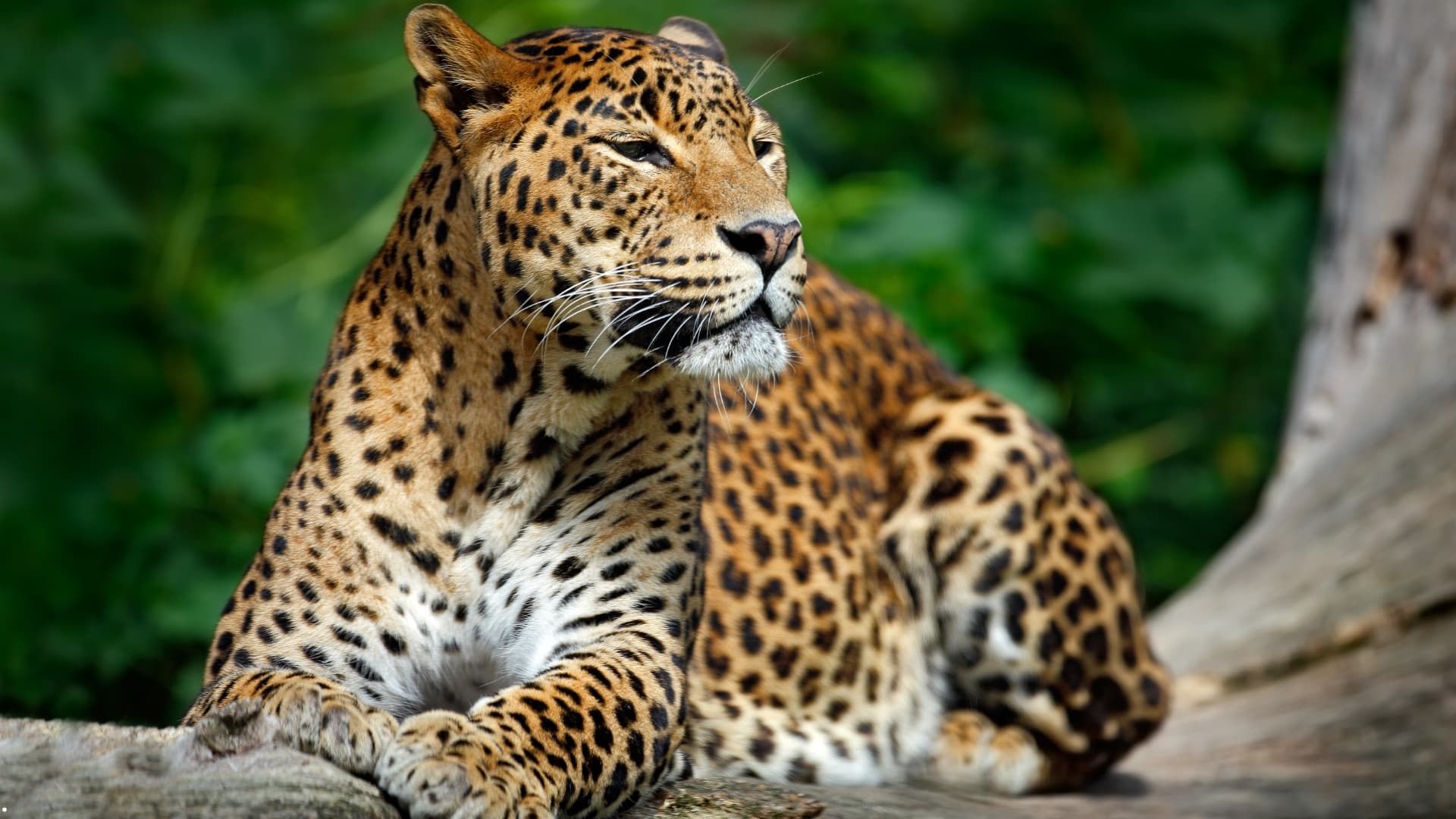 13 Days in Serendipity — Discover the Heart of Sri Lanka